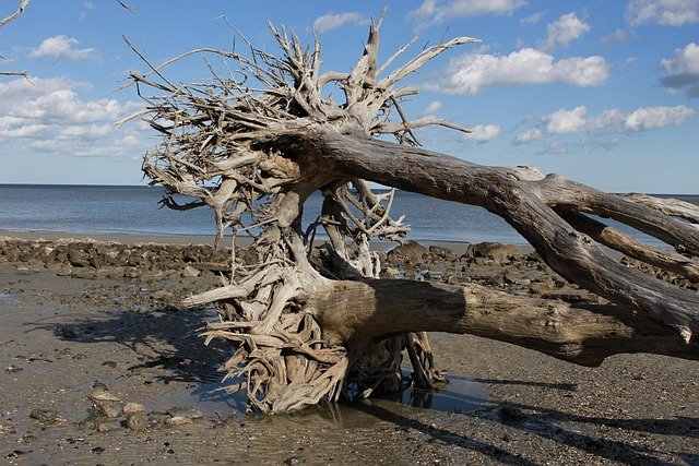 driftwood, sky, beach, landscape, coast, nature, sea, horizon, coastline, shore