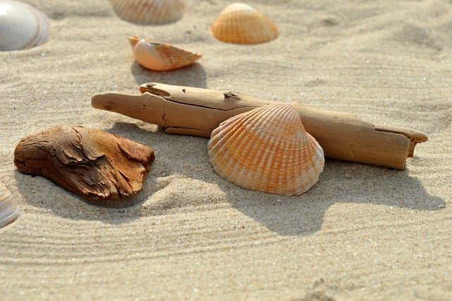 shell, cockle, flotsam, sandy beach, north sea coast, mollusc, casing, beach, nature, maritime, summer, vacation, to travel, aquatic animals, coast, hd background, sea animals, nature background