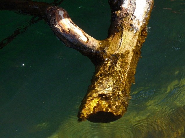 wood, nature, water, driftwood