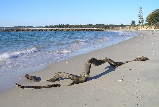 driftwood, log, nature, beach, ocean, shore, sand