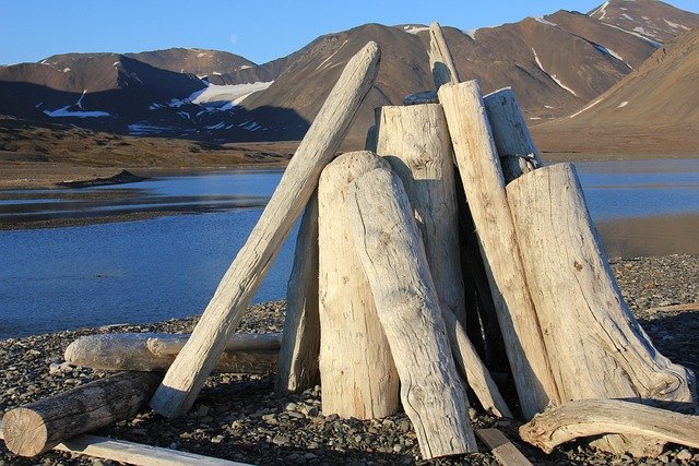 driftwood, decoration, shape, texture, nature, driftwood, driftwood, driftwood, driftwood, driftwood