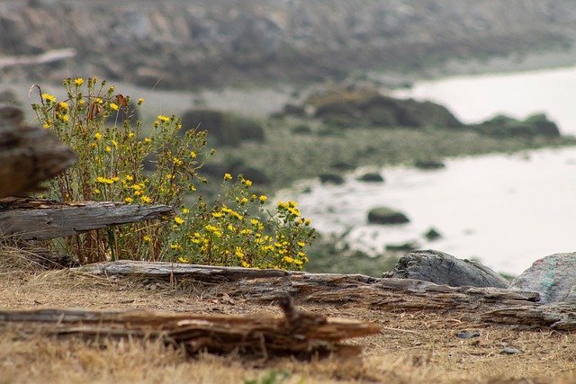 beach, driftwood, wildflowers, sea, shore, ocean, nature, seascape, seashore, coastline
