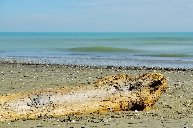 waters, sea, driftwood, tree trunk, nature, coast, beach
