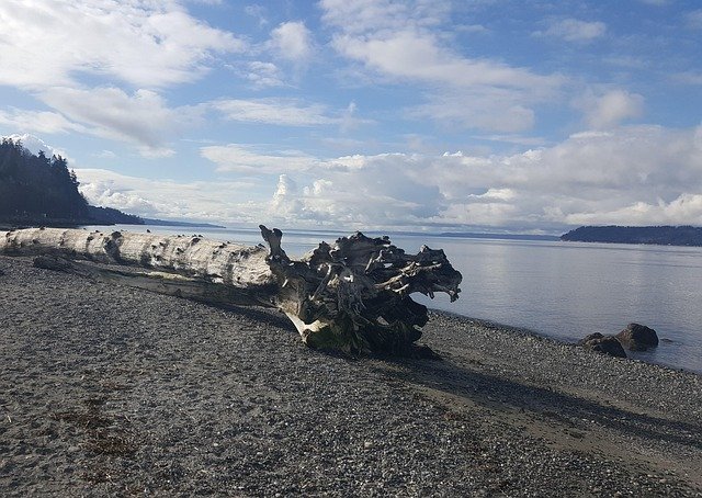 beach, driftwood, nature, log