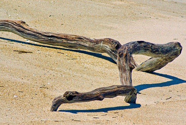 driftwood, sea, nature, worm, flotsam, beach, wood, coast, sand, twisted