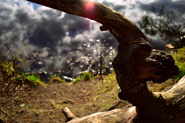 driftwood, beach, water, trees, nature, clouds