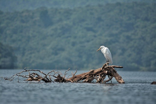 egret, bird, driftwood, lake, heron, animal, wildlife, wood, water, nature