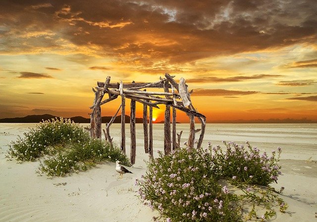 shell, cockle, flotsam, sandy beach, north sea coast, mollusc, casing, beach, nature, maritime, summer, vacation, to travel, aquatic animals, coast, hd background, sea animals, nature background