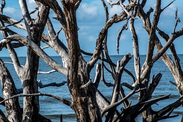driftwood, beach, ocean, sea, nature, coast, wood, water, shore, landscape, scenic, outdoors