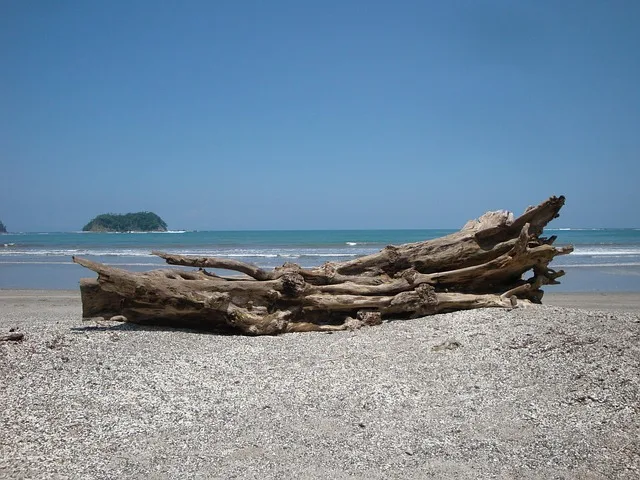 beach, driftwood, nature, log