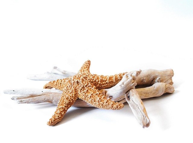 starfish, driftwood, decorative, marine, dried, starfish, starfish, starfish, starfish, starfish, driftwood