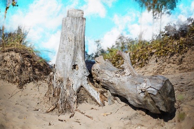 drift wood, beach, wood, driftwood, summer, coast, blue, travel, sand, vacation, natural, coastal, scenic, nature, weathered, aged