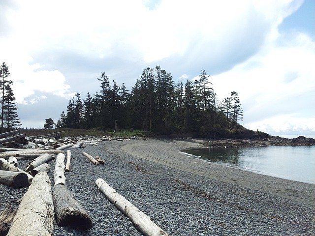 driftwood, trees, water, shore, lake, forest, nature, sky, clouds