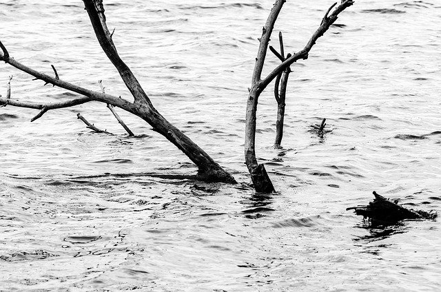 tree, driftwood, dam, water, reservoir, branches, wood, nature, black and white