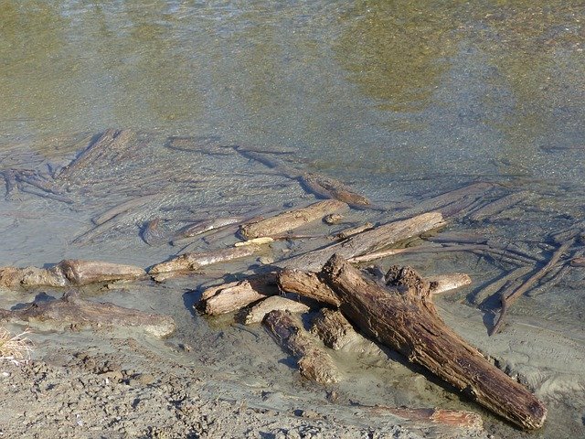 driftwood, deadwood, water, waters, riverbank, mud, wood, nature, weathered