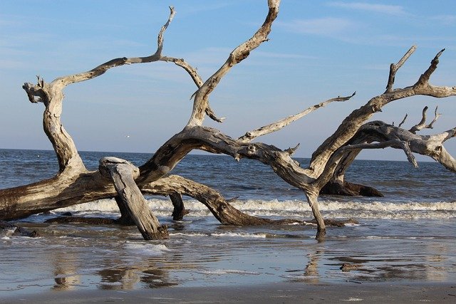 driftwood, beach, nature, water, natural, coast, weathered, shore, tree