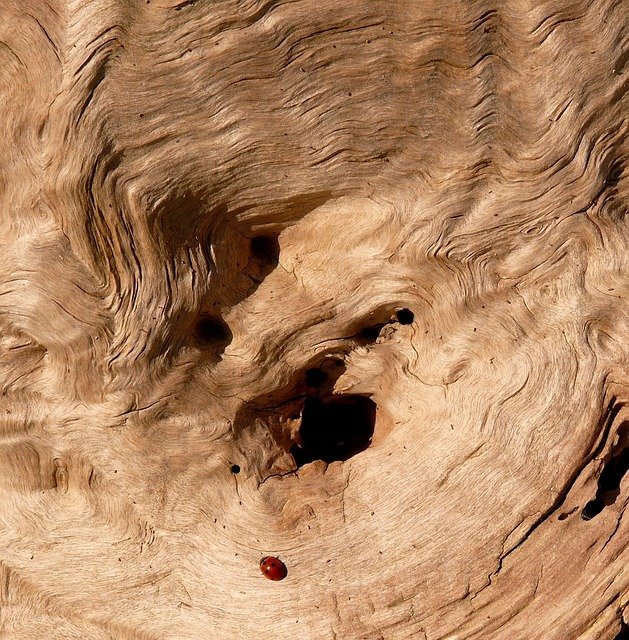 drink, nature, tree, stump, logs, trunk, texture, still life, bark, dead tree, color, ladybug, insect, red, black, fall, driftwood, driftwood, driftwood, driftwood, driftwood, driftwood