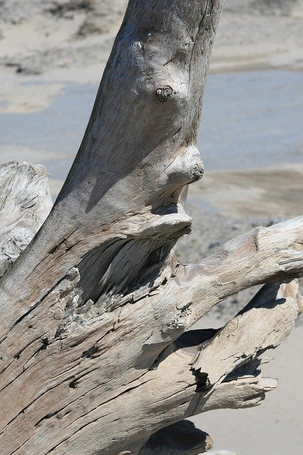 trunk, nature, tree, beach, driftwood