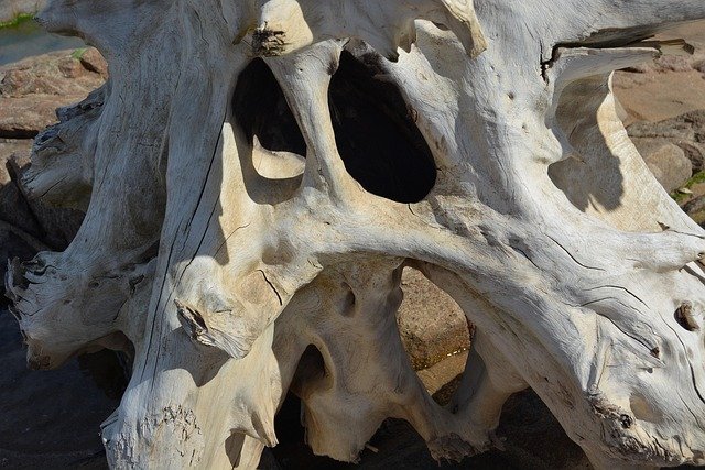 beach, wood, nature, sea, summer, driftwood