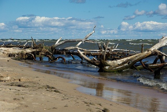 latvia, cap kolka, nature, driftwood, sea, beach