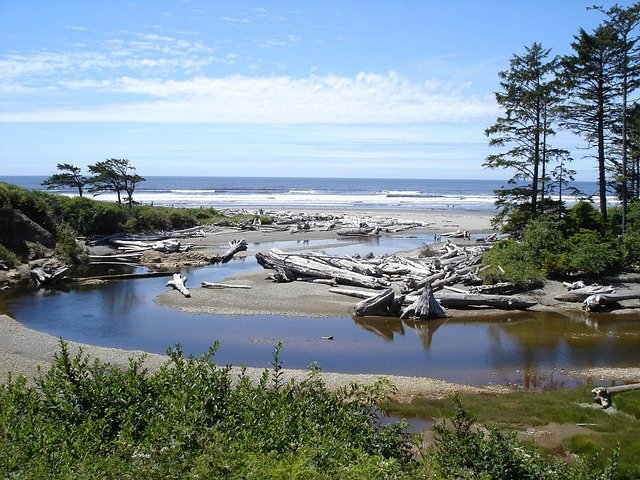baltic sea, beach, nature, driftwood, dead tree, plugged