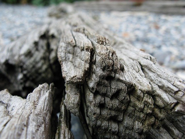beach, driftwood, nature, log