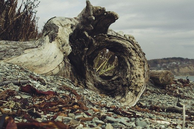 driftwood, tree, coast, wood, oak, old, dried, shore, gravel, nature
