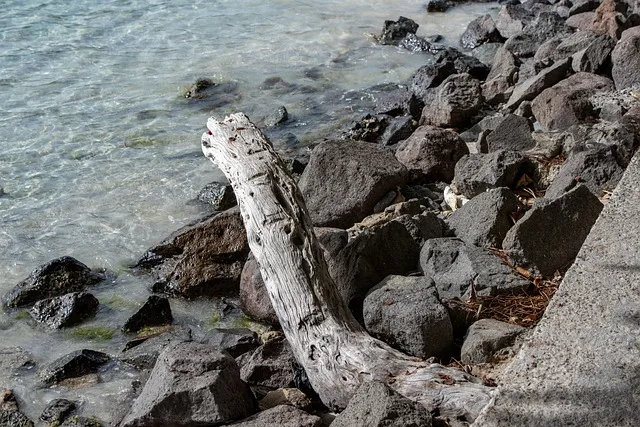 st vincent and the grenadines, bequia, nature, driftwood, white sand beach, beach, caribbean